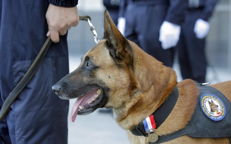 Neuves-Maisons : joli coup de filet pour les gendarmes