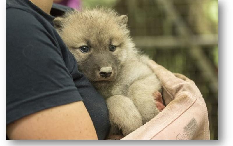 Parc de Ste Croix : quatre louveteaux arctiques sont nés !