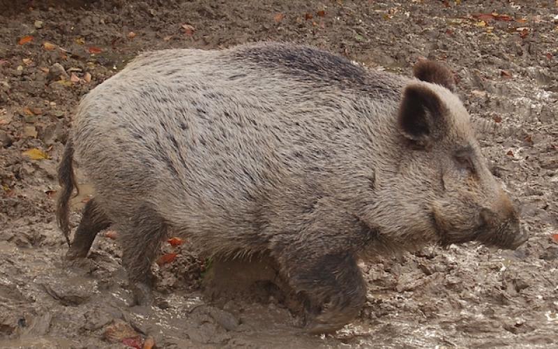 Peste porcine : 101 km de clôture entre la France et la Belgique