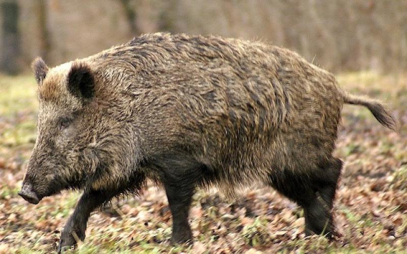 Peste porcine africaine : 4 personnes interrogées chez nos voisins belges