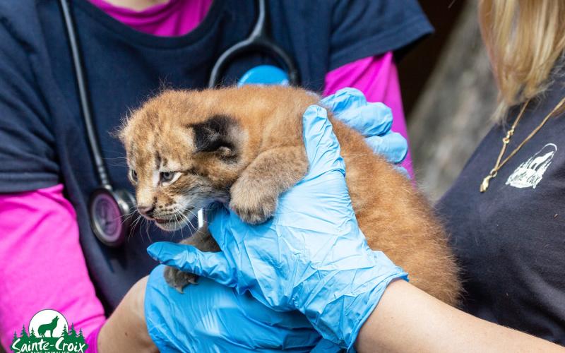 Premier examen médical pour 3 chatons lynxs au Parc de Sainte-Croix