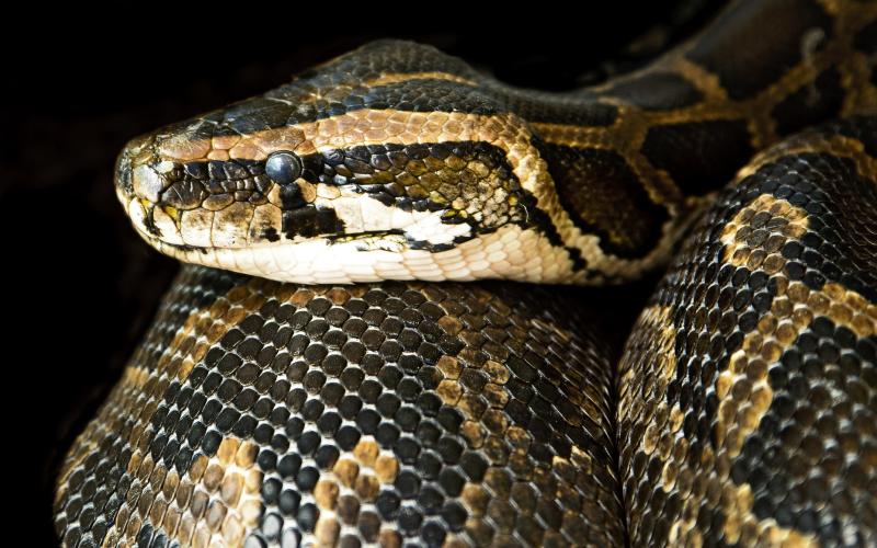 Qui a vu "Basilic", ce boa de 2 mètres, disparu en Meurthe et Moselle ?