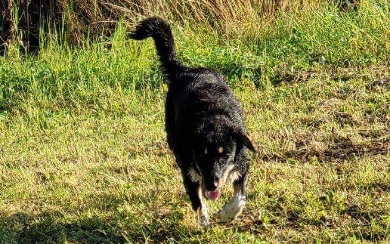 Rédange : il tue le chien de ses voisins avec son arme à feu