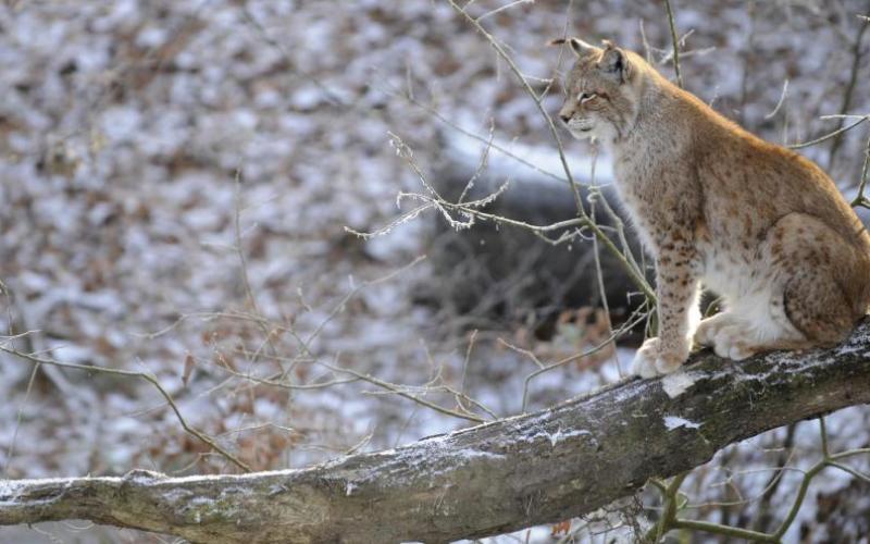 Record d'affluence au parc Sainte-Croix 