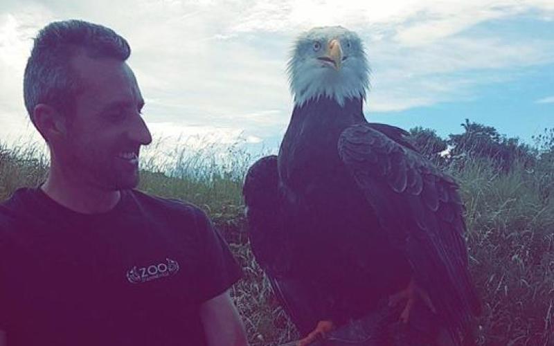 Retour du pygargue à tête blanche