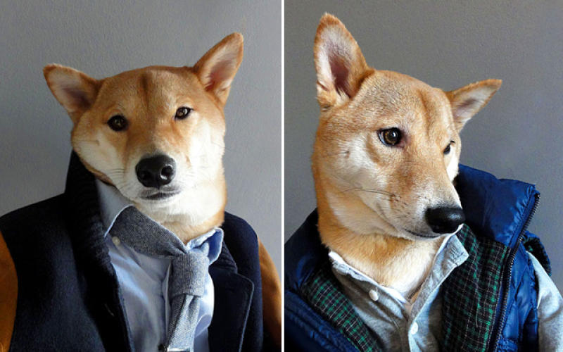 Un chien gagne 10 000 euros par mois