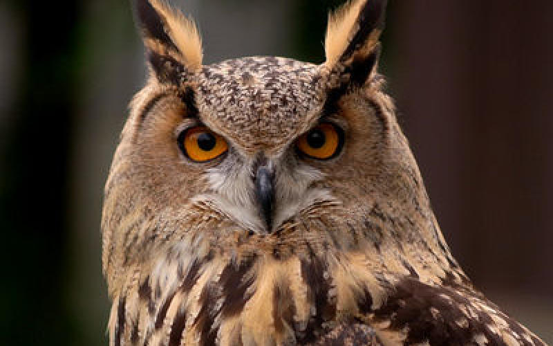 Un hibou terrorise une ville des Pays-Bas