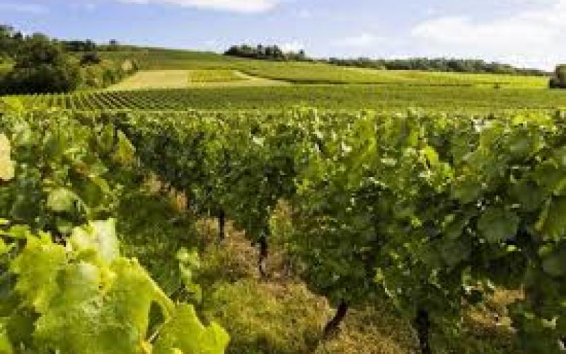 Vins de Moselle : une saison compliquée mais un bon cru 2017 attendu