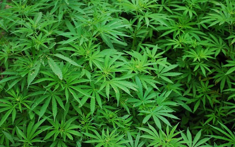 Voyage en bus vers Luxembourg : son baluchon contenait 2 kg de marijuana 