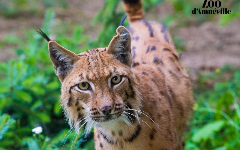 Zoo d'Amnéville : 2 nouveaux lynx rejoignent le parc