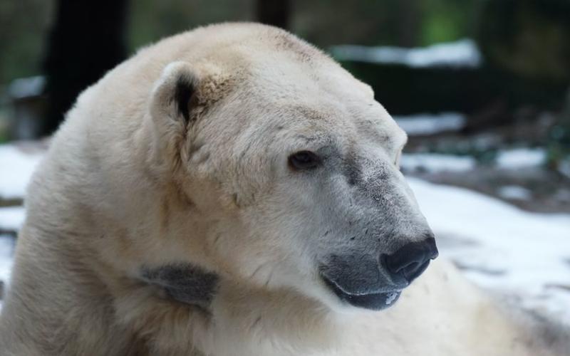 Zoo d'Amnéville : l'ours Tromso est mort