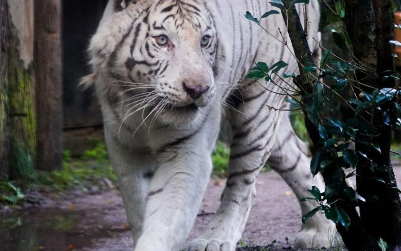 Zoo d'Amnéville : le tigre Kantaji, est mort