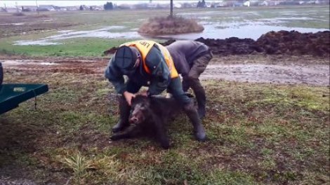 Battue le long de l'A31 : Plus d'une trentaine de sangliers, ont été tués ce week-end