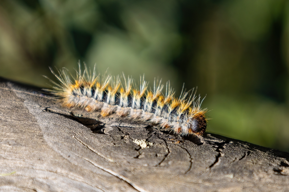 Chenilles processionnaires : traitement de l'invasion, en cours