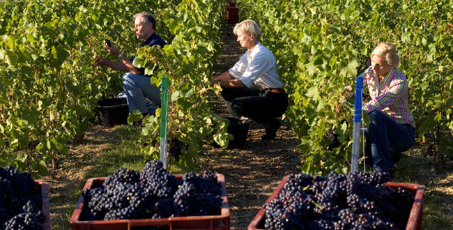  Coup d'envoi pour les vendanges en Moselle 