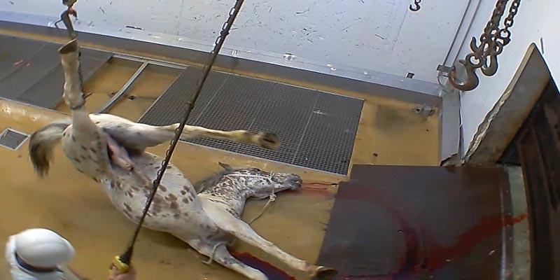 Deux abattoirs du Sud de la France dans le viseur de l'association L214