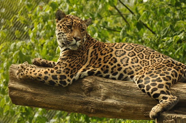 Deux « panthères de l’Amour » sont arrivées au zoo d’Amnéville