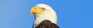 Disparition d’un Pygargue à tête blanche