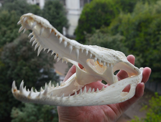 Ennery : les douaniers mettent la main sur un crâne de crocodile rare et des armes