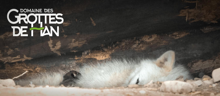 Grottes de Han : découvrez le  premier louveteau arctique né au domaine belge !