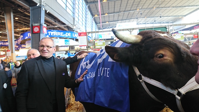 Hangora, taureau mosellan en lice pour le concours prévu ce vendredi au Salon de L'Agriculture