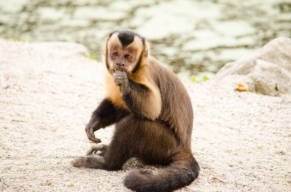 Hayange : le singe capucin est hors de danger !