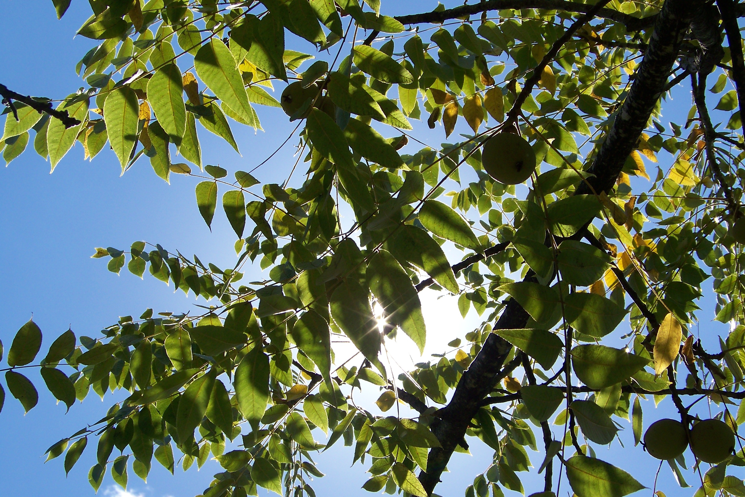 Jard'In Metz : les arbres offerts aux messins !