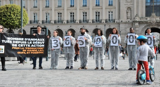 L214  à Nancy : un compteur humain pour dénoncer le nombre d'animaux tués