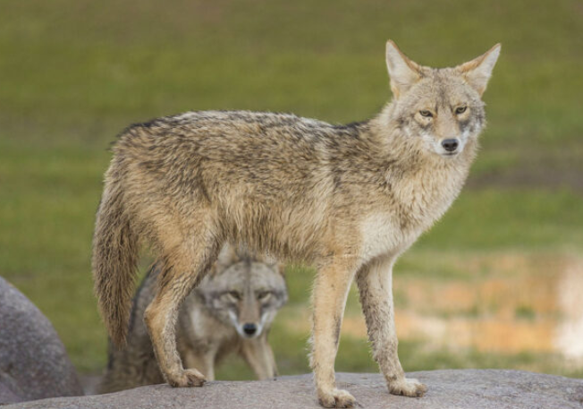Le Parc Animalier de Sainte-Croix démarre sa saison le 19 mai