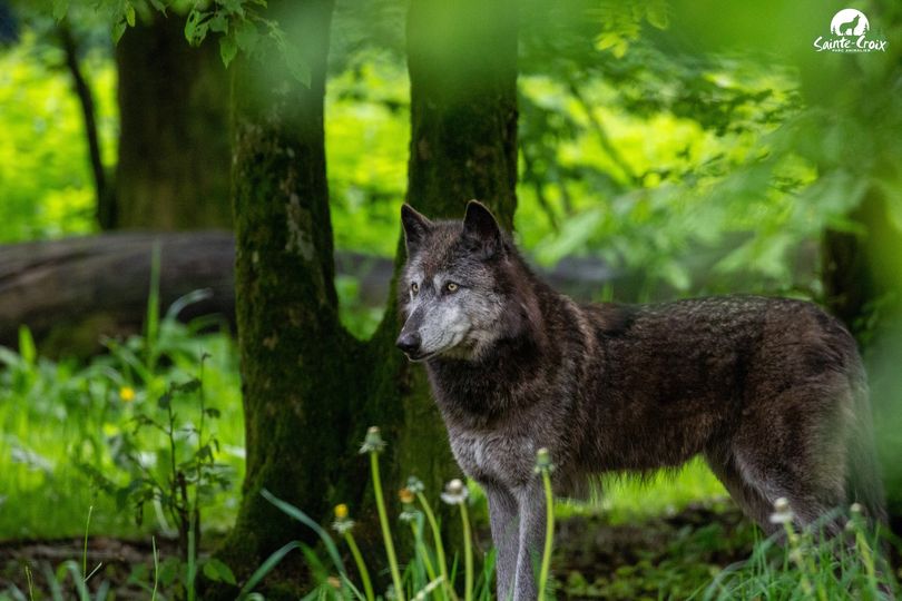 Le Parc de Sainte Croix, annonce le décès brutal d'une de ses louves