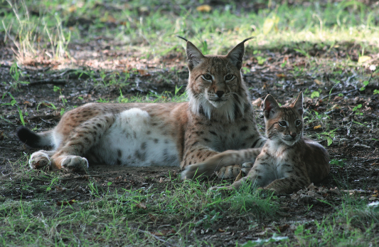 Le Parc de Sainte Croix et Carola s'associent en faveur de la conservation du Lynx !