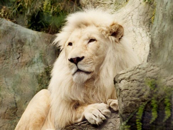 le zoo d'amnéville voit toujours plus grand !