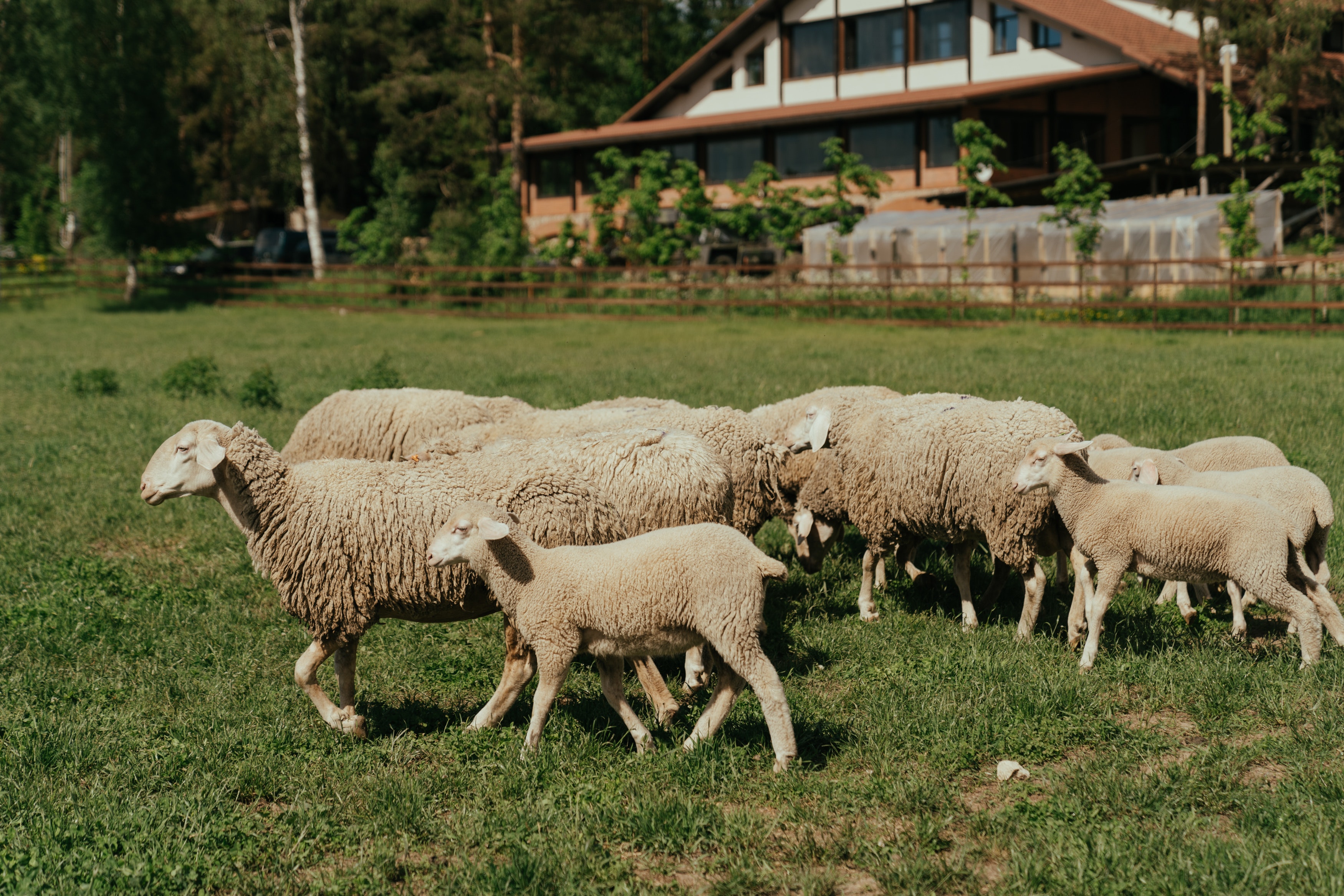 Meuse : les brebis encore victimes des loups ?