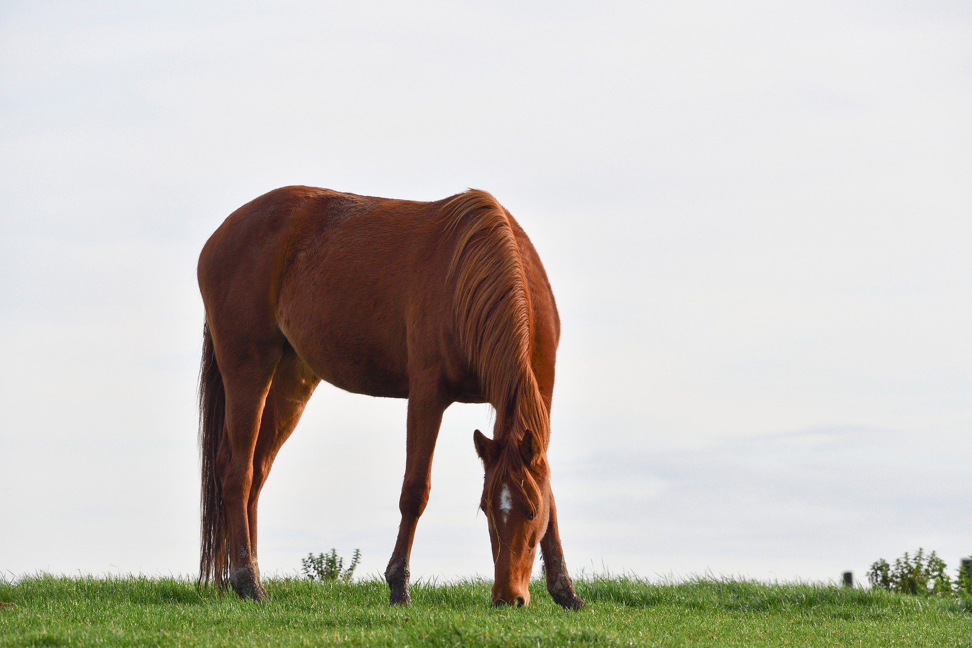 Moselle : des animaux d'élevage, tués et mutilés