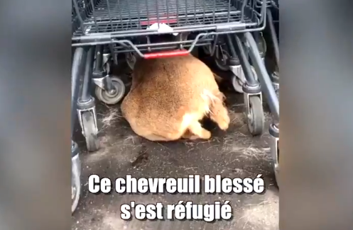 Moselle : un animal blessé, traqué par les chasseurs jusqu'au parking d'un supermarché
