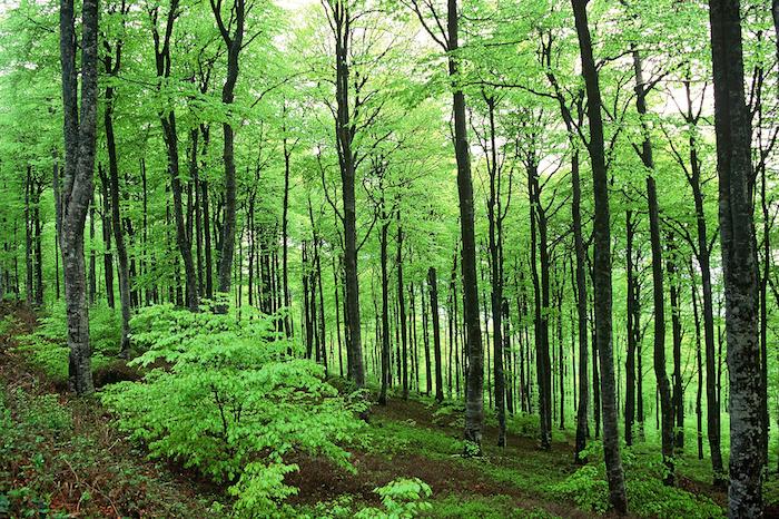 Nancy : 300 agents de l'ONF ont manifesté contre la privatisation de la gestion des forêts