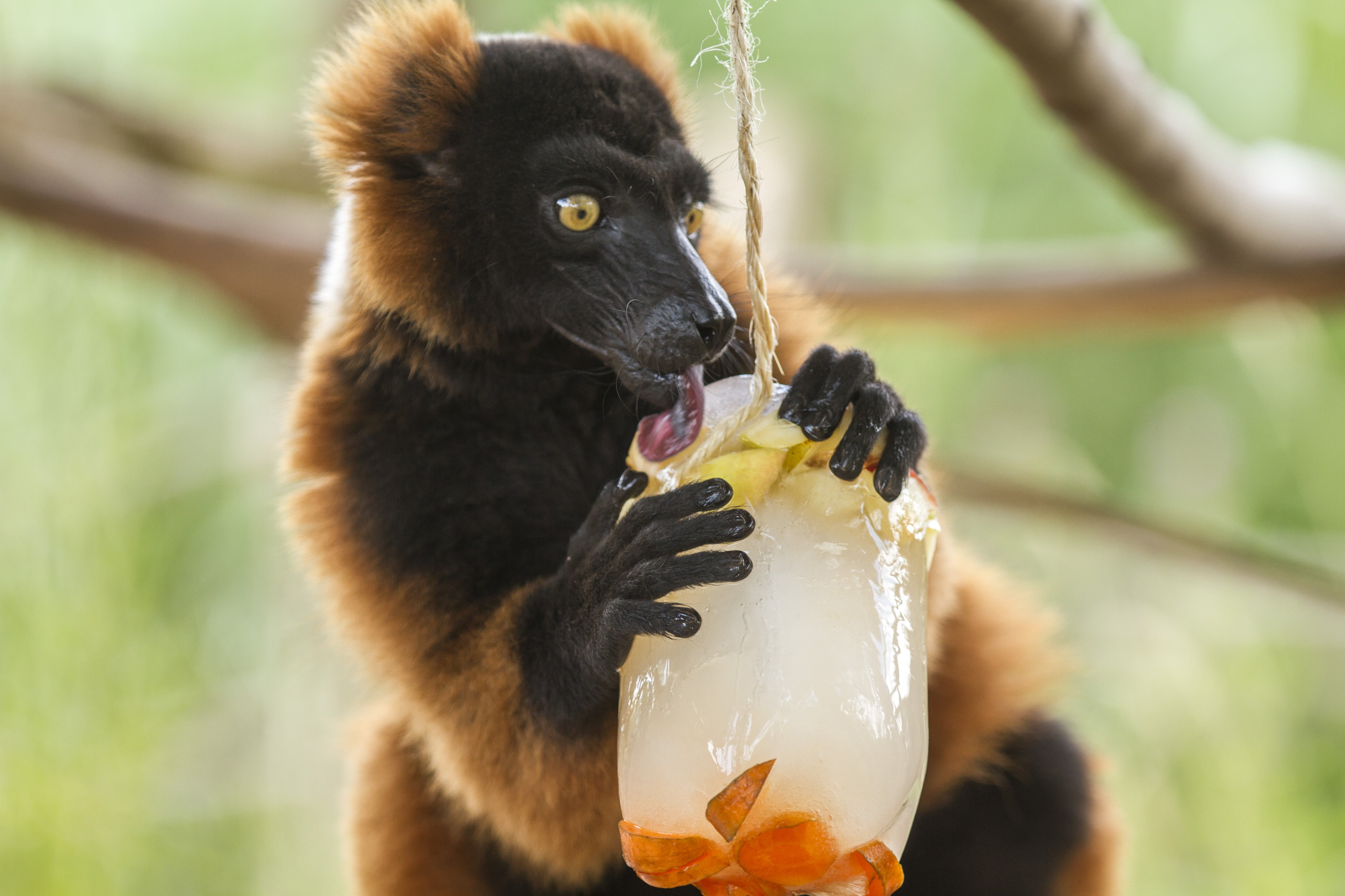 Parc de Sainte-Croix : du rafraîchissement pour les animaux en pleine canicule