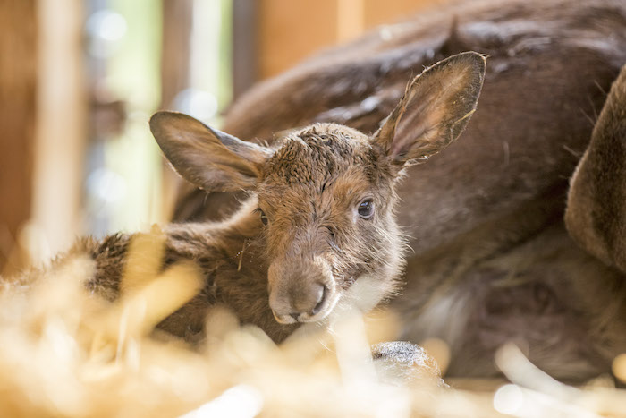 Parc Ste Croix : deux faons d'élan jumeaux sont nés !