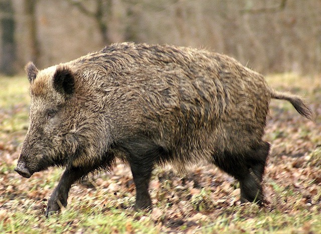 Peste porcine africaine : 4 personnes interrogées chez nos voisins belges