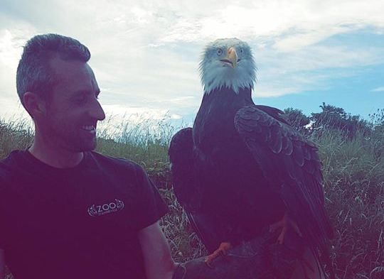 Retour du pygargue à tête blanche