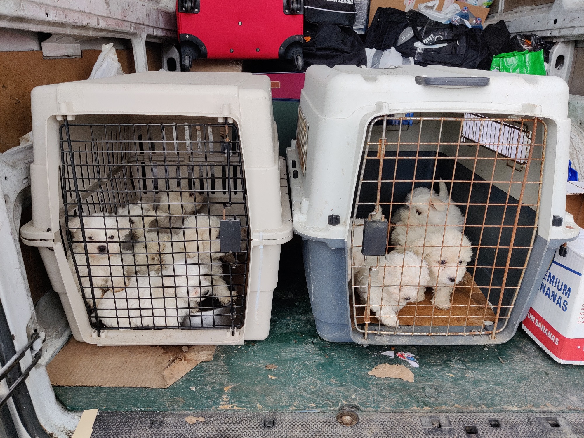 Saint-Avold : un trafiquant de chiots, arrêté sur l'A4