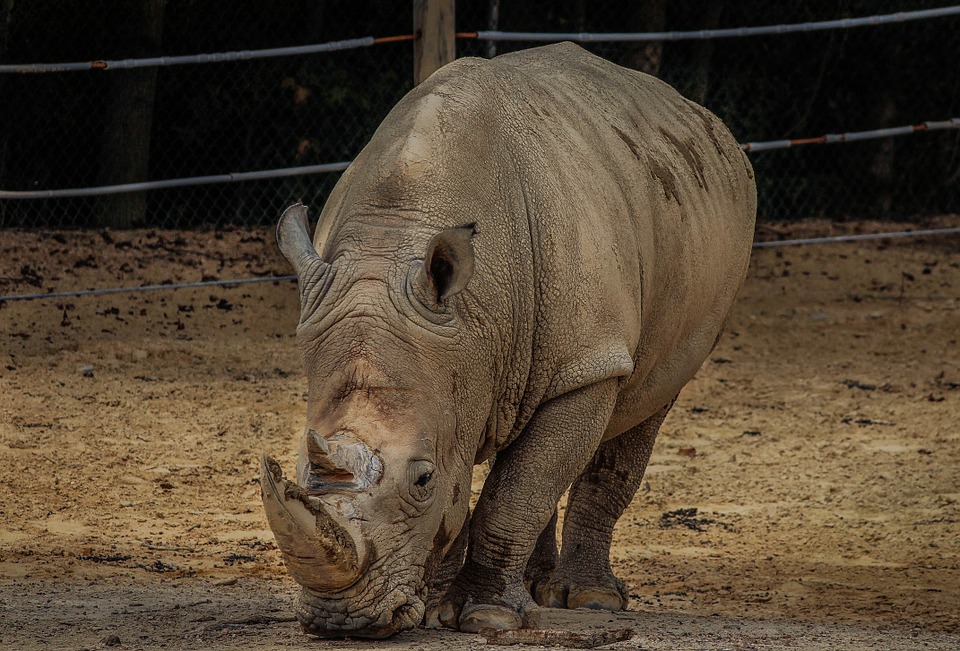 Sudan, le dernier rhinocéros blanc mâle du Nord, s'est éteint