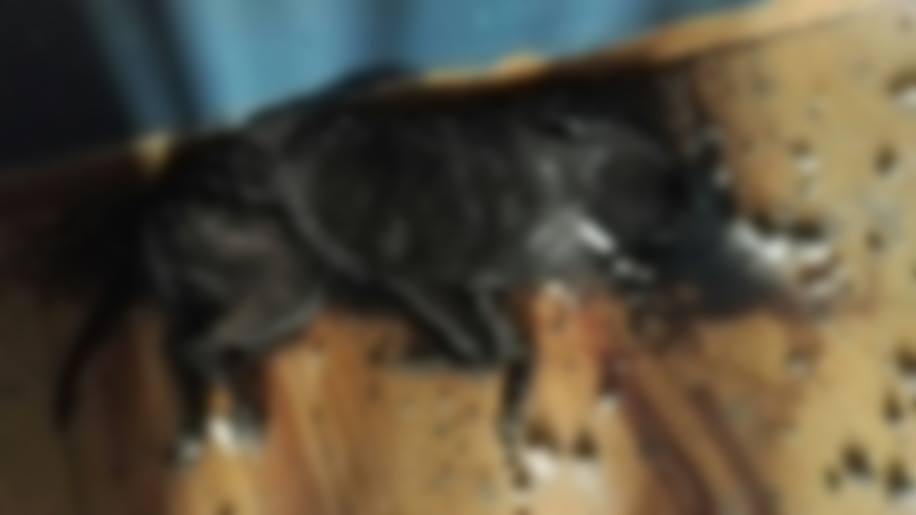 Un chien laissé seul dans un appartement est mort de faim