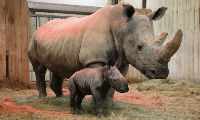 Une femelle rhinocéros et trois tigres blancs sont nés au Zoo d'Amnéville !