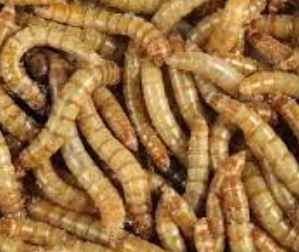 Worm Generation : les vers au service du vert !