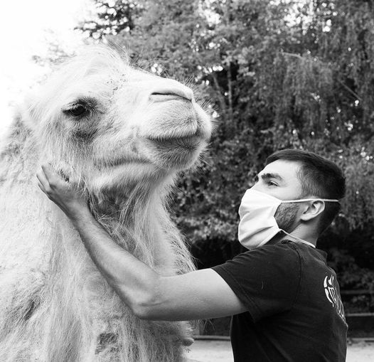 Zoo d'Amnéville : la chamelle Selenga s'éteint, mais sa mort reste inexplicable