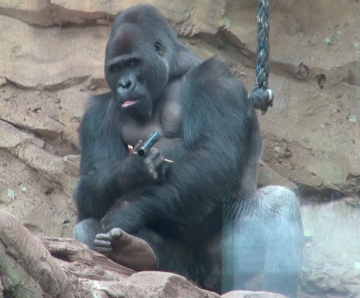 Zoo d'Amnéville : une collecte de téléphones portables pour préserver les gorilles